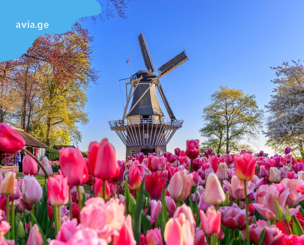 kutaisi amsterdami aviabiletebi kutaisi amsterdami frenebi