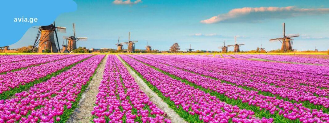 tulip tours tulip tours