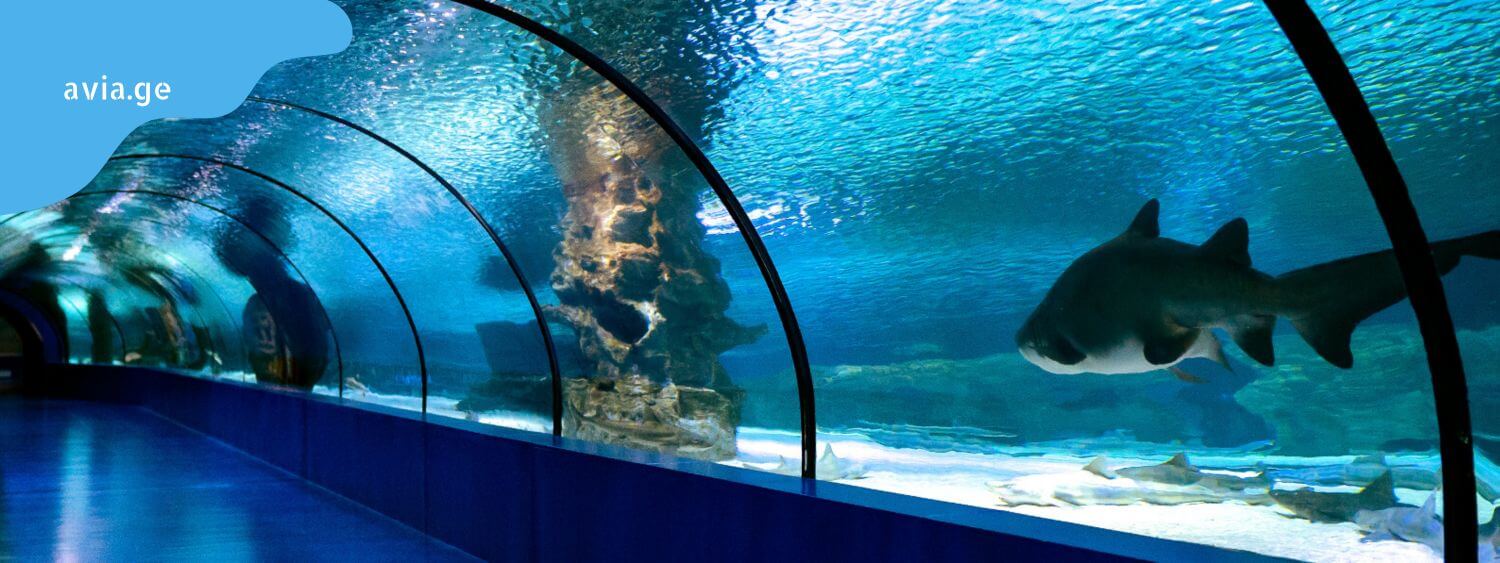 antaliis akvariumi