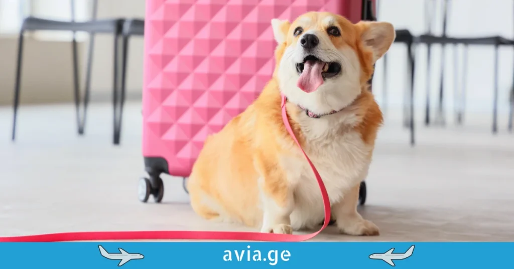 cxovelebi tvitmfrinavshi