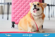 როგორ ვიმგზავროთ ცხოველებთან ერთად, ავიაციის უჩვეულო მგზავრები cxovelebi tvitmfrinavshi