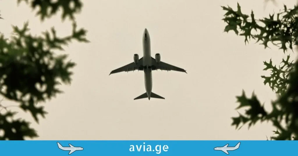 Airplane seen from below, flying through a canopy of oak leaves.